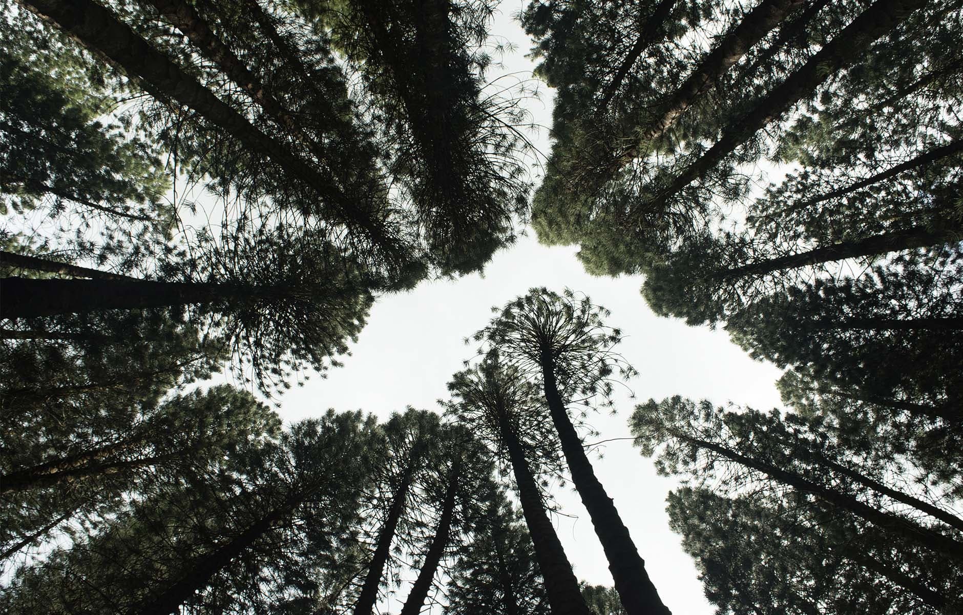 /images/trees.jpg