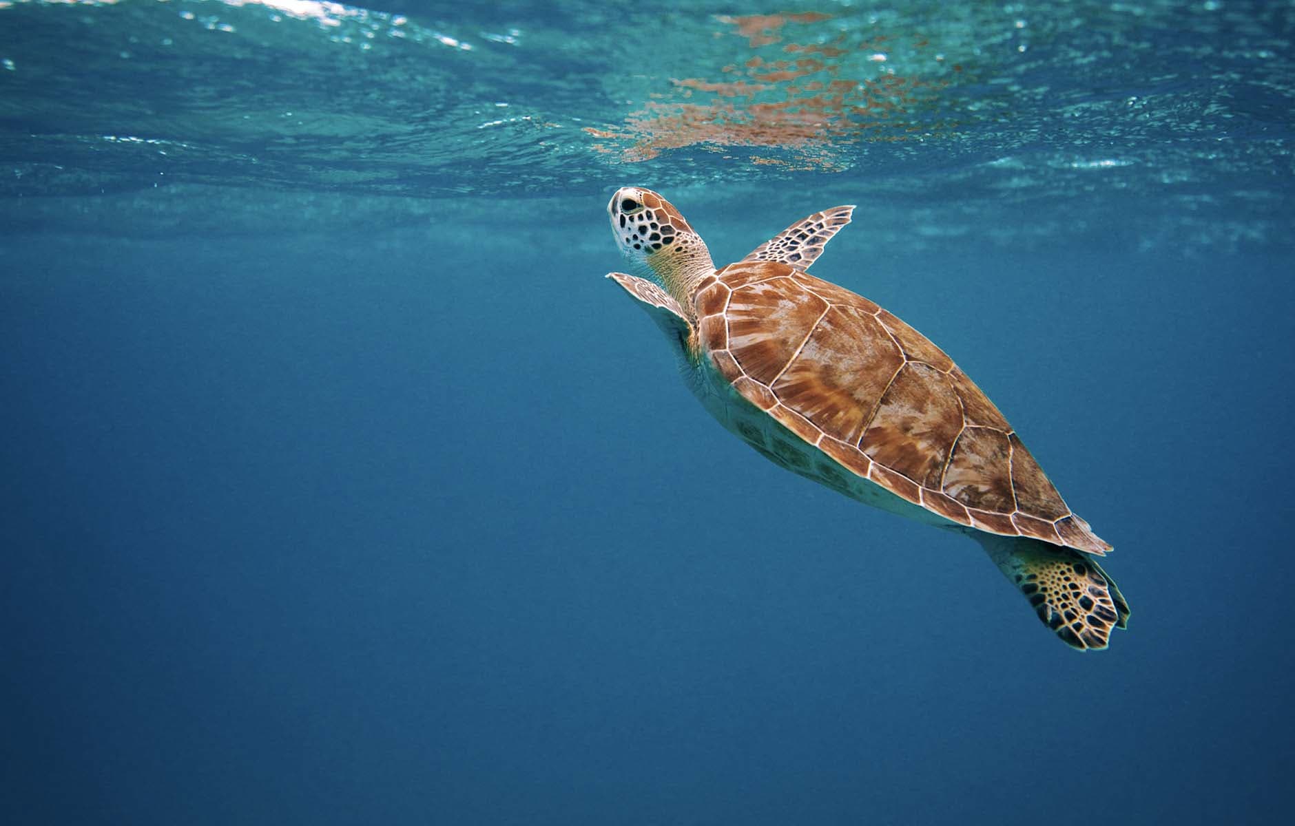 /images/turtle.jpg